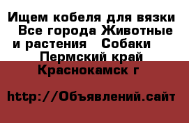 Ищем кобеля для вязки - Все города Животные и растения » Собаки   . Пермский край,Краснокамск г.